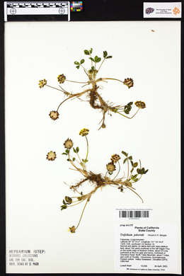 Trifolium jokerstii image