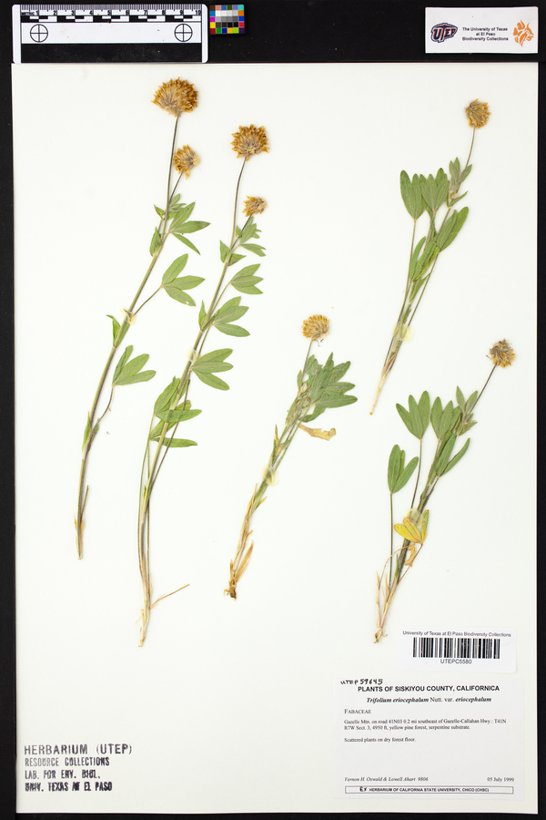 Trifolium eriocephalum var. eriocephalum image