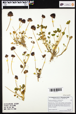 Trifolium barbigerum image