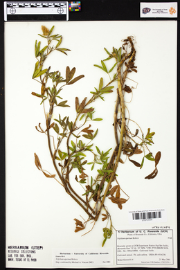 Trifolium apertum image