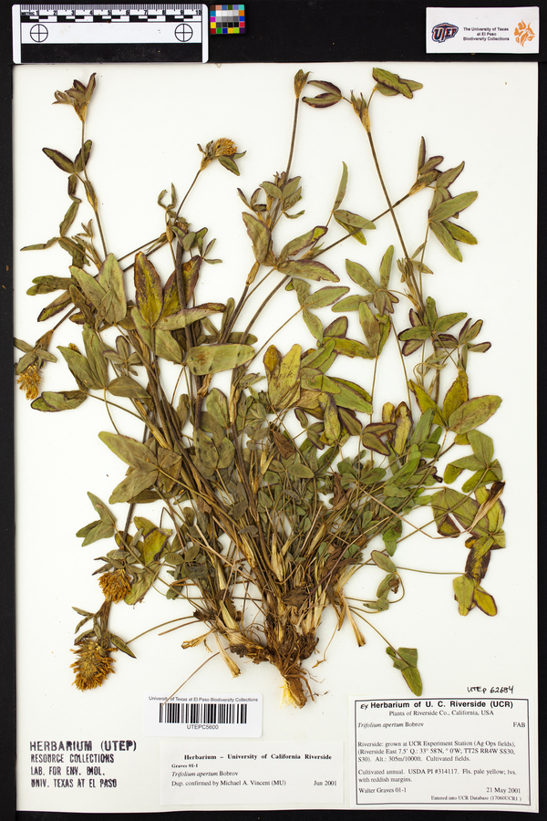 Trifolium apertum image