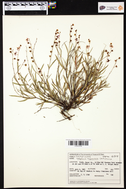 Galphimia angustifolia image