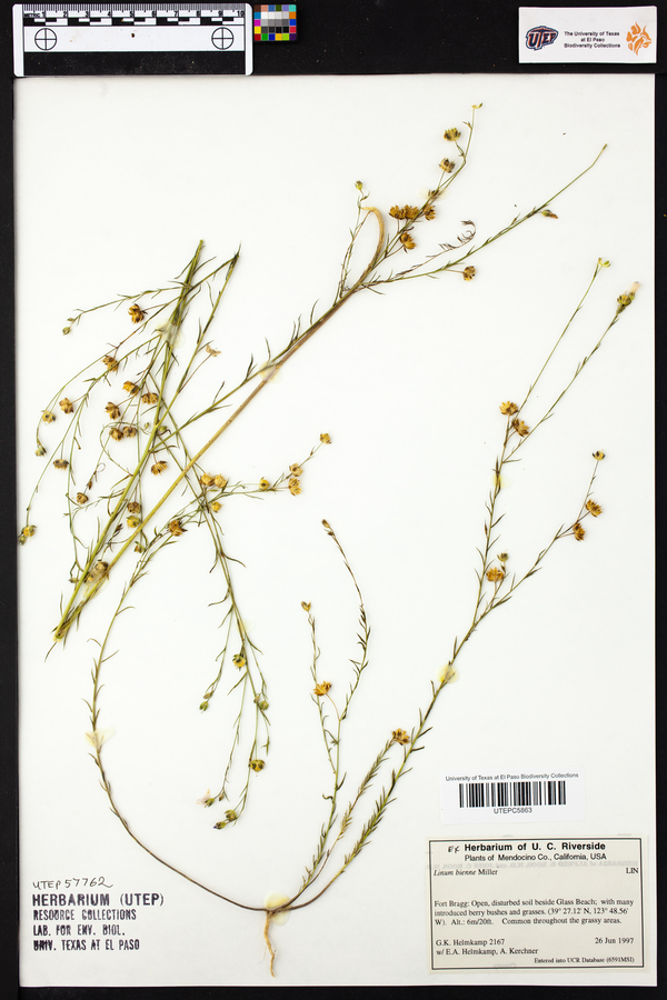 Linum bienne image