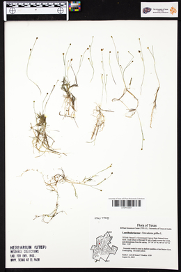 Utricularia gibba image