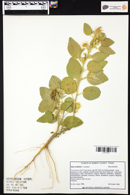 Sida cordifolia image