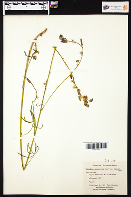 Sidalcea neomexicana image