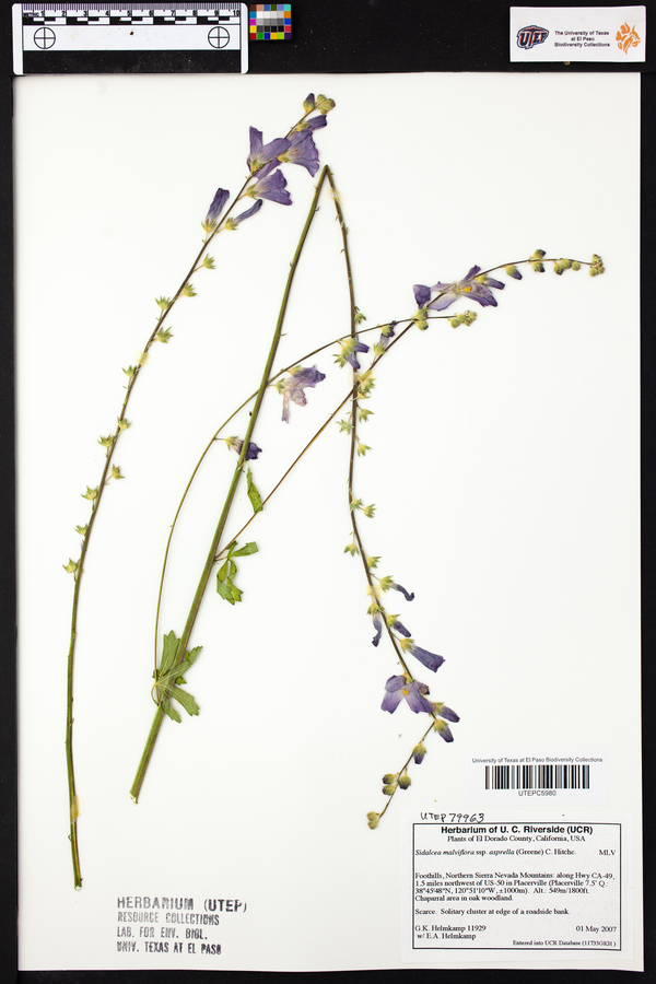 Sidalcea malviflora subsp. asprella image
