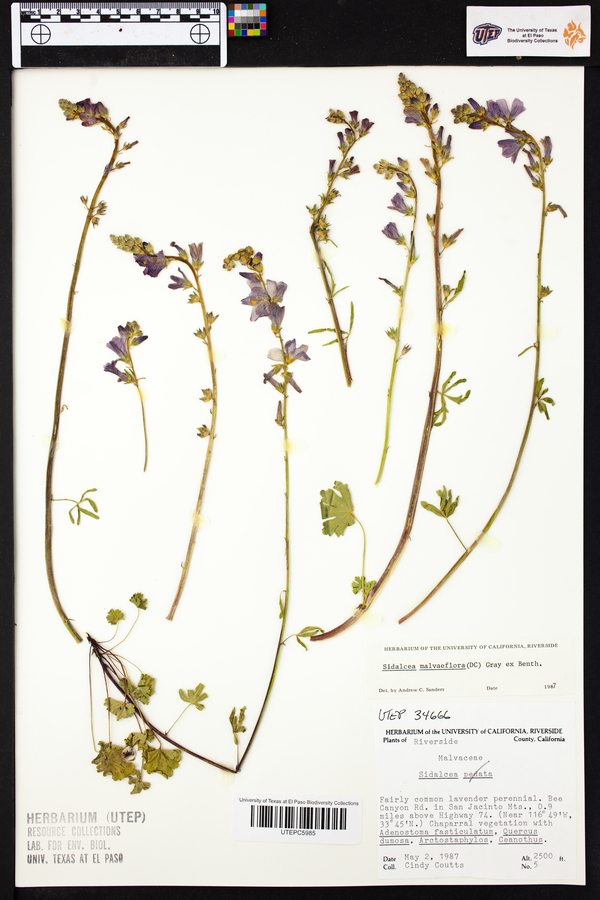 Sidalcea malviflora image