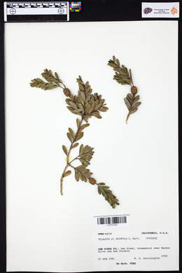 Melaleuca nesophila image