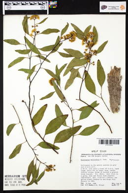 Eucalyptus melliodora image