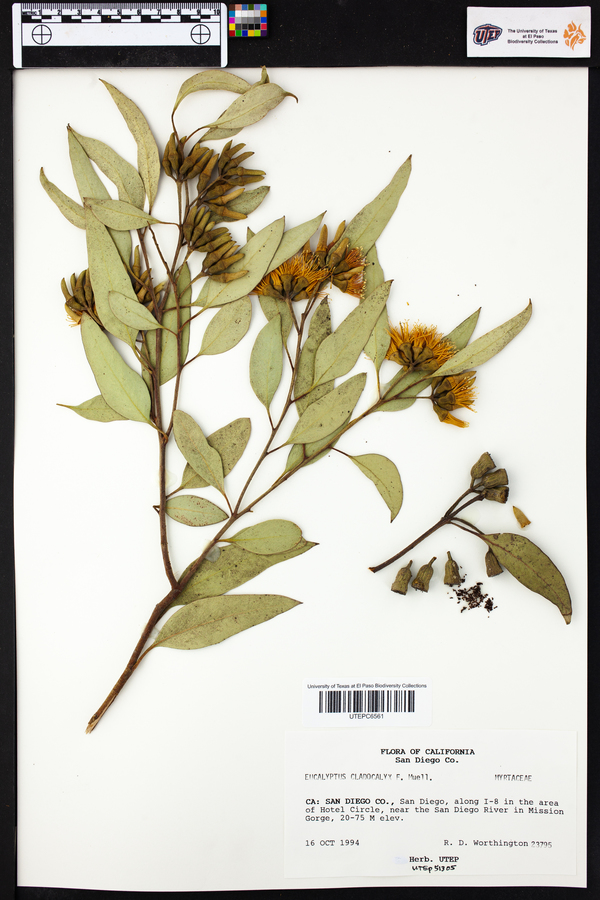 Eucalyptus cladocalyx image