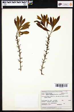 Myrica cerifera image