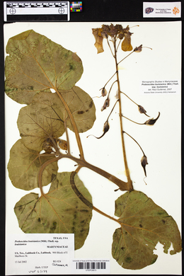 Proboscidea louisianica subsp. louisianica image