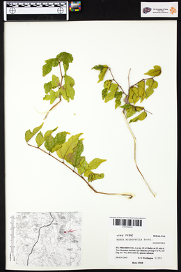 Morus microphylla image