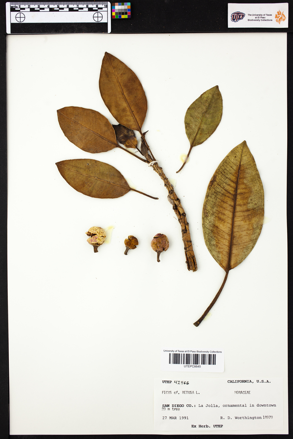 Ficus thonningii image