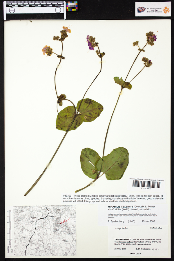 Mirabilis texensis image