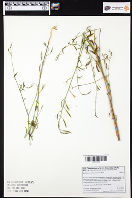 Epilobium brachycarpum image