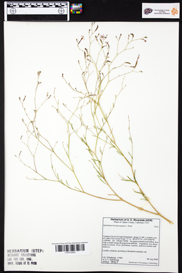 Epilobium brachycarpum image