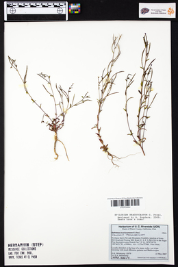 Epilobium brachycarpum image