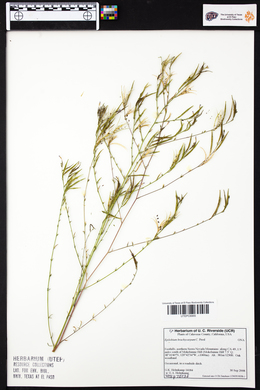 Epilobium brachycarpum image