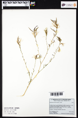 Epilobium brachycarpum image