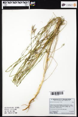 Epilobium brachycarpum image