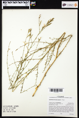 Epilobium brachycarpum image