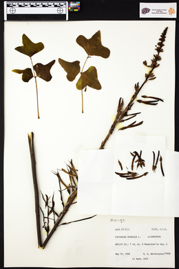 Erythrina herbacea image