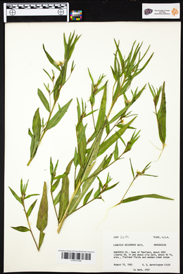 Ludwigia decurrens image