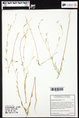 Epilobium brachycarpum image