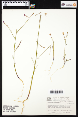 Maclura cochinchinensis image