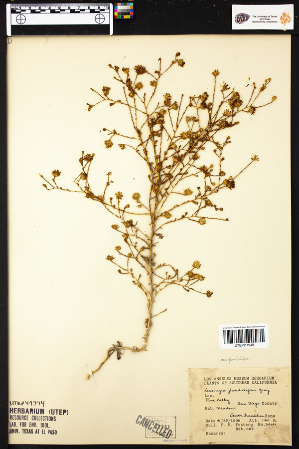 Lessingia glandulifera image