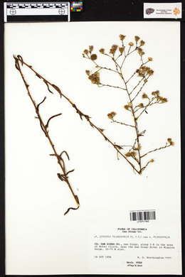 Lessingia filaginifolia image