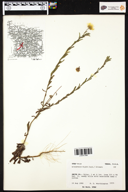 Chrysopsis pilosa image