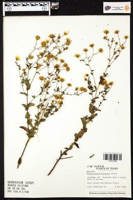 Chrysopsis latifolia image