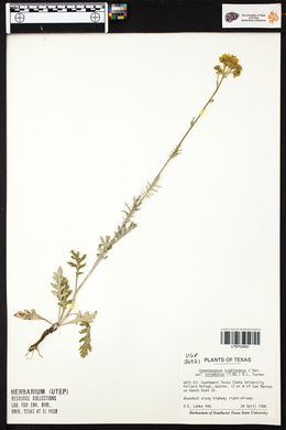 Hymenopappus scabiosaeus image