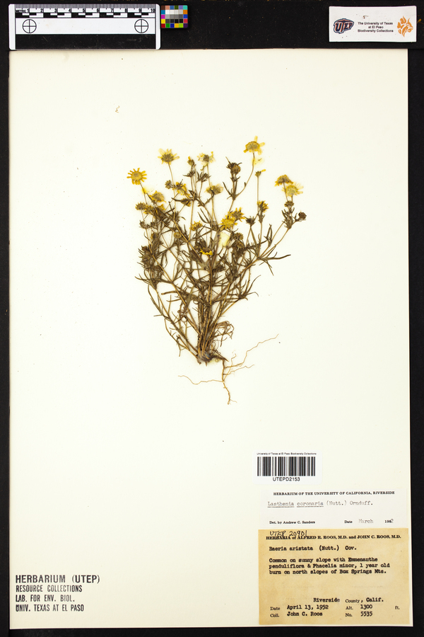 Lasthenia coronaria image