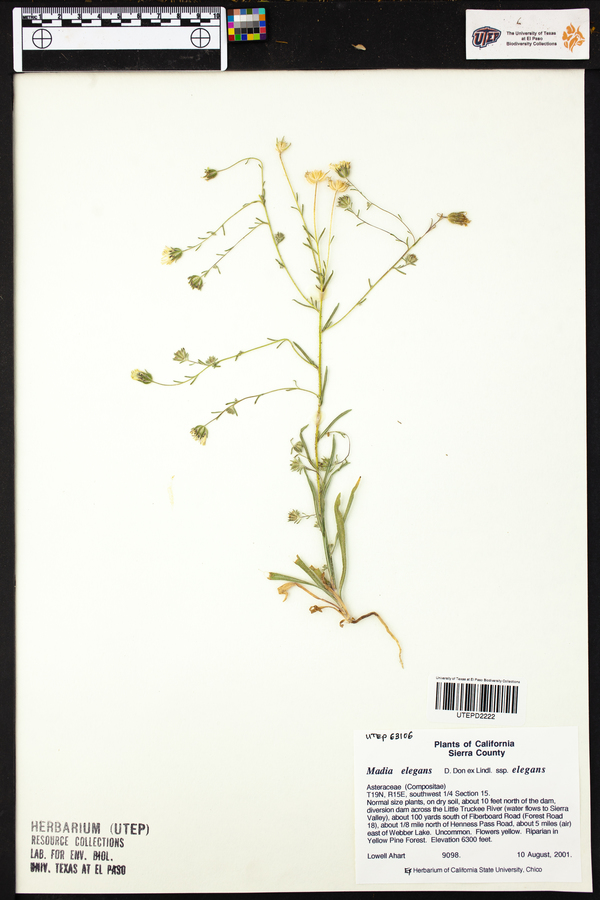 Madia elegans subsp. elegans image