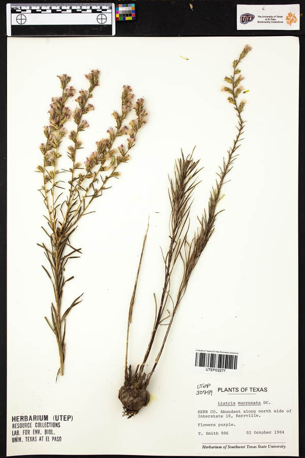 Liatris mucronata image