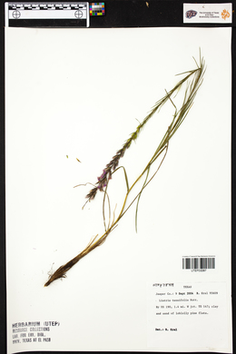 Liatris tenuifolia image