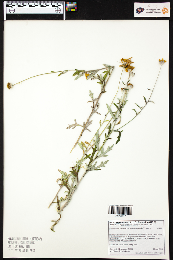 Eriophyllum lanatum var. achillioides image