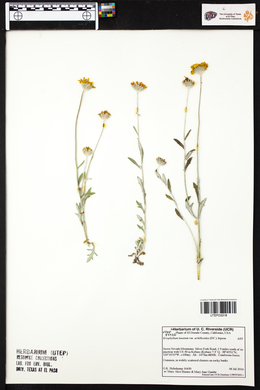 Eriophyllum lanatum var. achillioides image