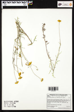 Eriophyllum lanatum var. achillioides image