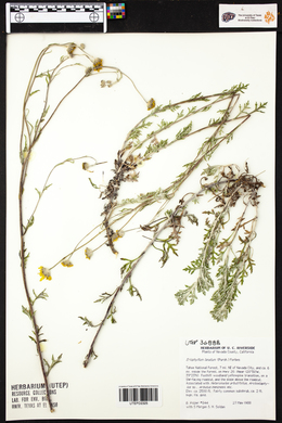 Eriophyllum lanatum image