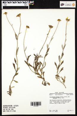Eriophyllum lanatum image