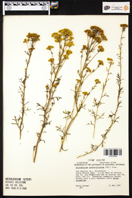 Eriophyllum confertiflorum image