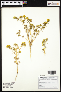 Hemizonia pungens subsp. pungens image