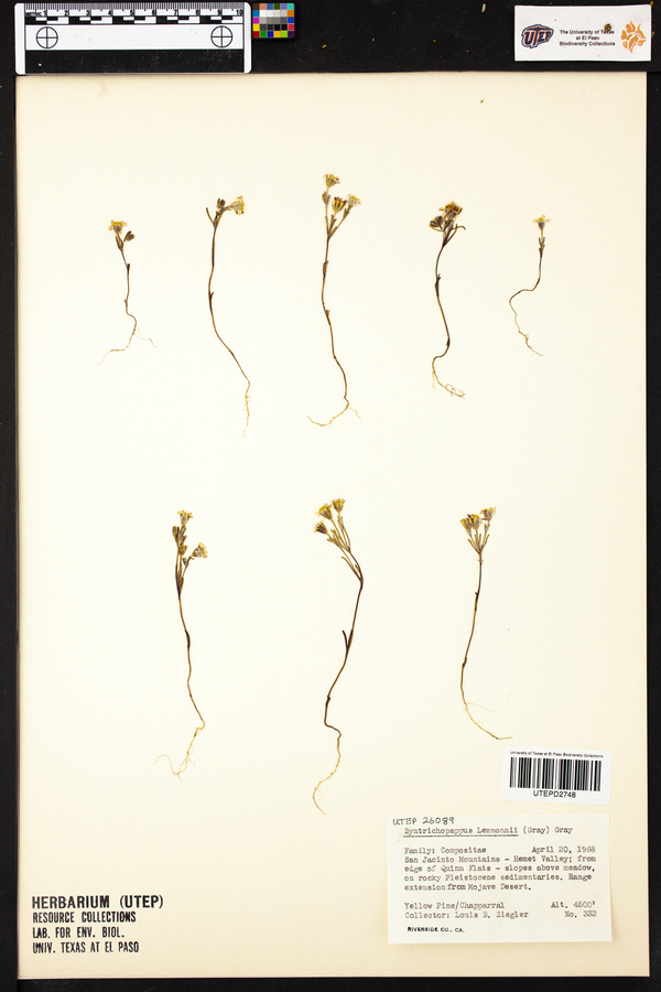 Syntrichopappus lemmonii image