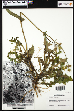 Sonchus oleraceus image