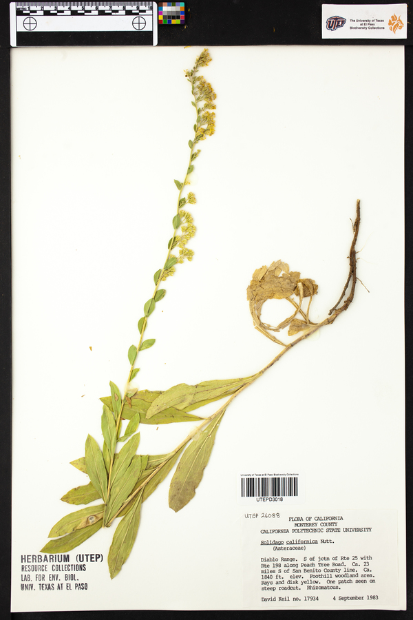 Solidago californica image